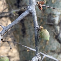 Commiphora glandulosa