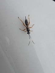 Lymeon orbus