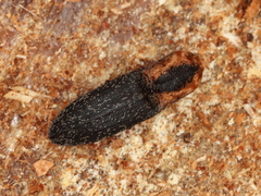 Lacon discoideus