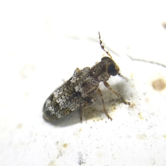 Pelonium