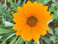 Gazania