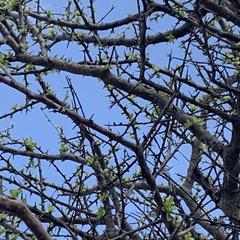 Commiphora glandulosa