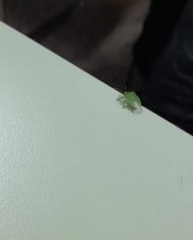 Acrosternum millierei