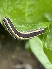 Trichordestra legitima
