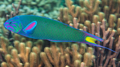 Thalassoma lunare