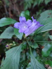 Strobilanthes formosana