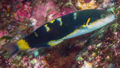 Thalassoma jansenii