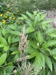 Calamagrostis epigejos
