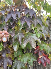 Parthenocissus tricuspidata