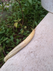 Elisolimax flavescens
