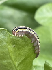 Trichordestra legitima