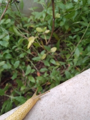 Elisolimax flavescens
