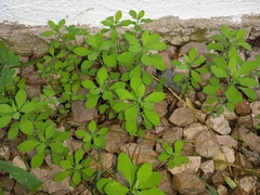 Euphorbia peplus
