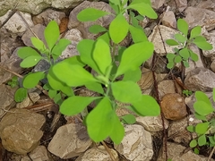 Euphorbia peplus