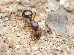 Aphaenogaster fulva