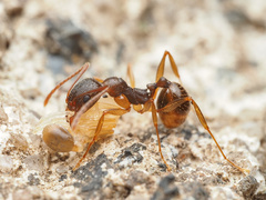 Aphaenogaster fulva