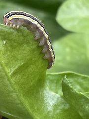 Trichordestra legitima