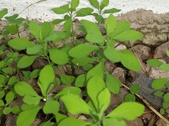 Euphorbia peplus