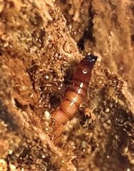 Pheidole fervida