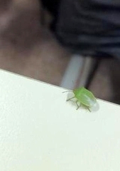 Acrosternum millierei