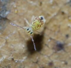 Dicyrtomina