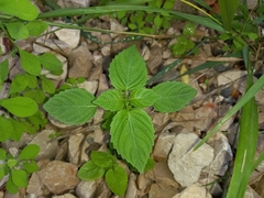 Mercurialis annua