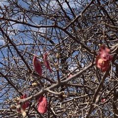 Terminalia prunioides image