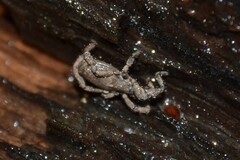 Anelasmocephalus cambridgei