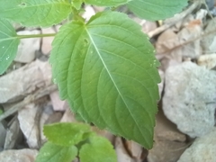 Mercurialis annua