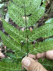 Polystichopsis chaerophylloides