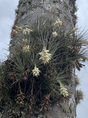 Tillandsia stricta