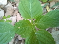 Mercurialis annua