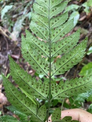 Polystichopsis chaerophylloides