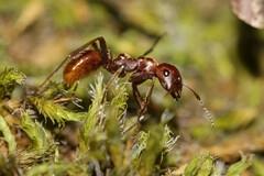 Polyergus rufescens