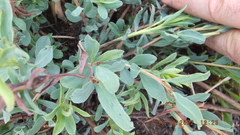 Lasiosiphon capitatus