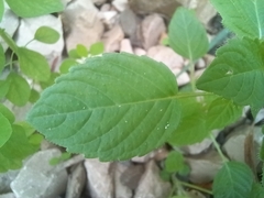 Mercurialis annua