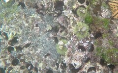 Lytechinus semituberculatus