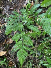 Polystichopsis chaerophylloides