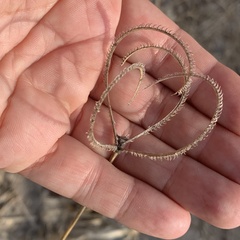 Dactyloctenium giganteum