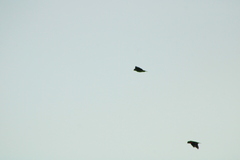 Amazona albifrons
