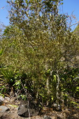 Olea europaea cuspidata