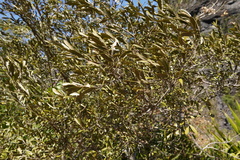 Olea europaea cuspidata