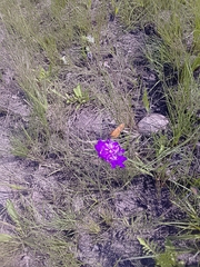 Pardopsis punctatissima