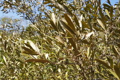 Olea europaea cuspidata
