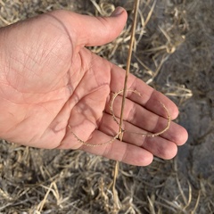 Dactyloctenium giganteum