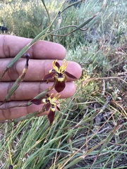 Moraea inconspicua