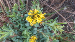 Lasiosiphon capitatus