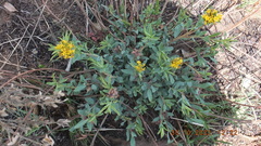 Lasiosiphon capitatus