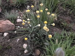Helichrysum