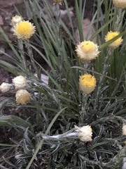 Helichrysum